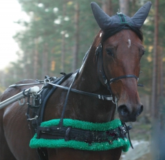 Ugly Duckling 161201-7